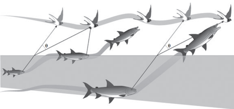 Illustration for article titled Watch this fish snag a bird OUT OF MIDAIR